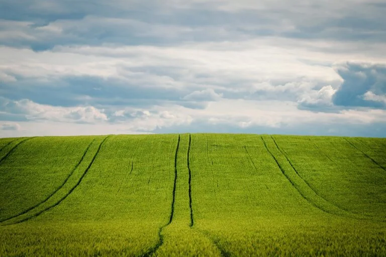sezonowe żywienie bydła