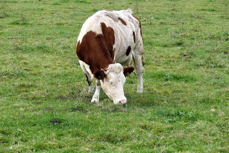 cena mleka