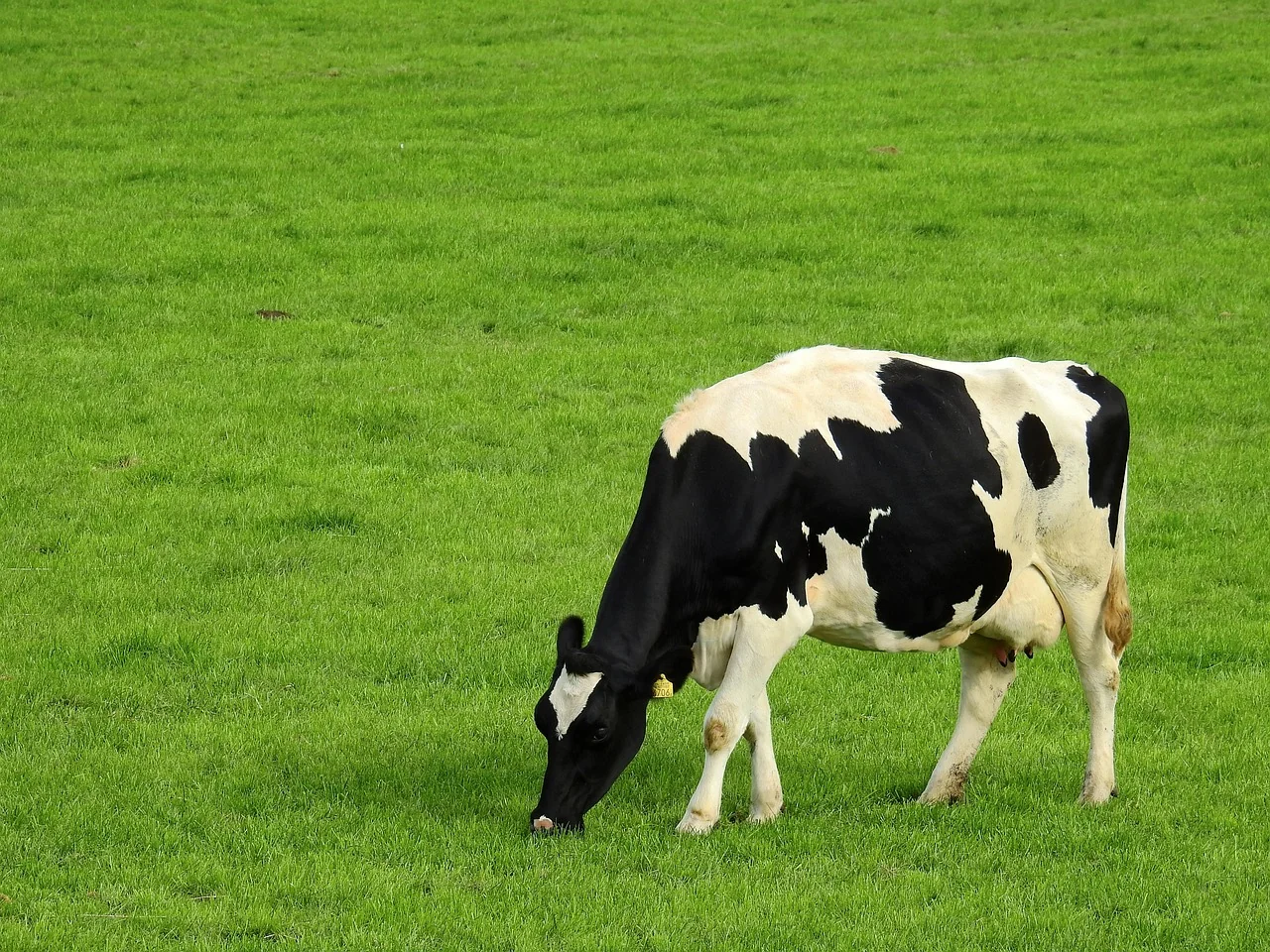 Zbilansowana dieta krów mlecznych - wpływ na wydajność i zdrowie