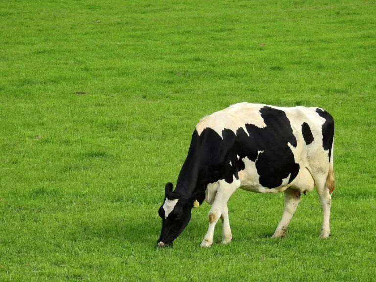 zbilansowana dieta krów