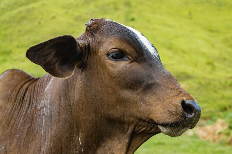 aplikacje mobilne w kontroli zdrowia zwierząt