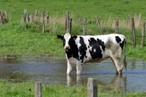 woda w diecie bydła mlecznego